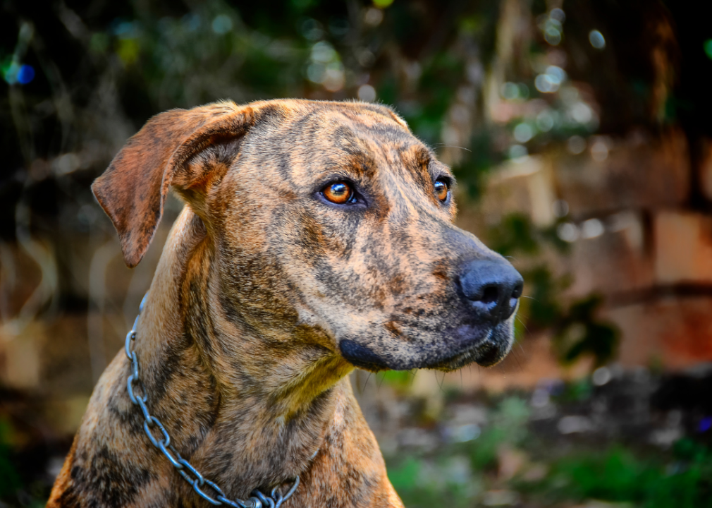 #27. Plott hound